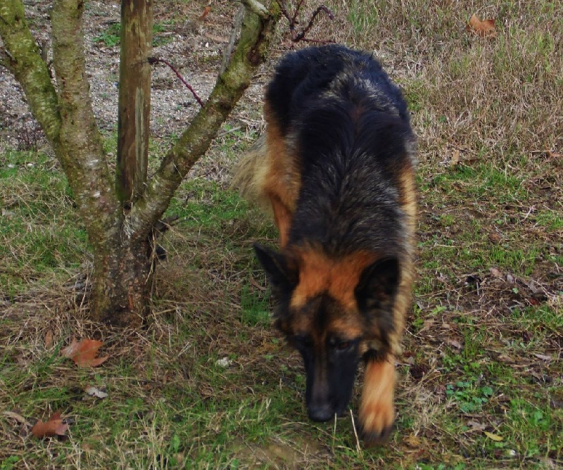 Hanka du royaume d elroy