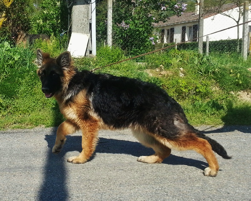 Hanka du royaume d elroy