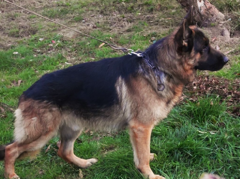 Jasko des hauts briffauts