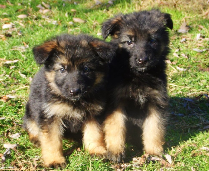 De La Villa Des Rosiers - chiot hanka
