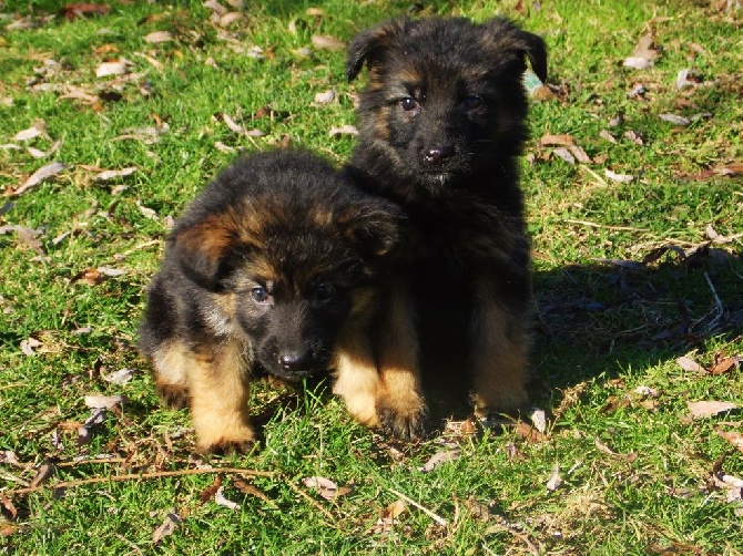 De La Villa Des Rosiers - chiot hanka