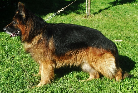 Accueil - Elevage De La Villa Des Rosiers - eleveur de chiens Berger